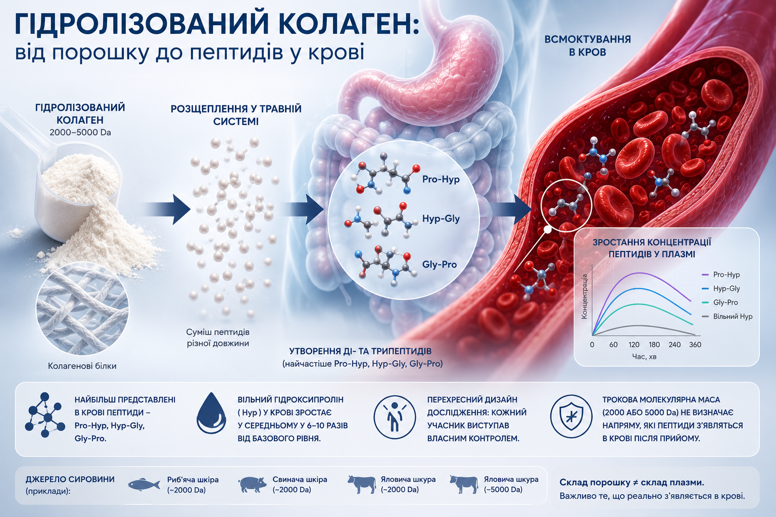 Hydrolizat kolagenu Peptan 2000 Da — masa cząsteczkowa i skład peptydów kolagenowych