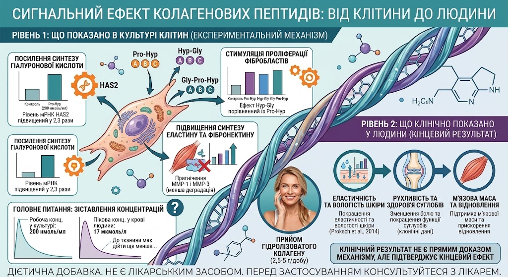Коллагеновые пептиды Pro-Hyp, Hyp-Gly и Gly-Pro-Hyp – сигнальные молекулы после усвоения коллагена