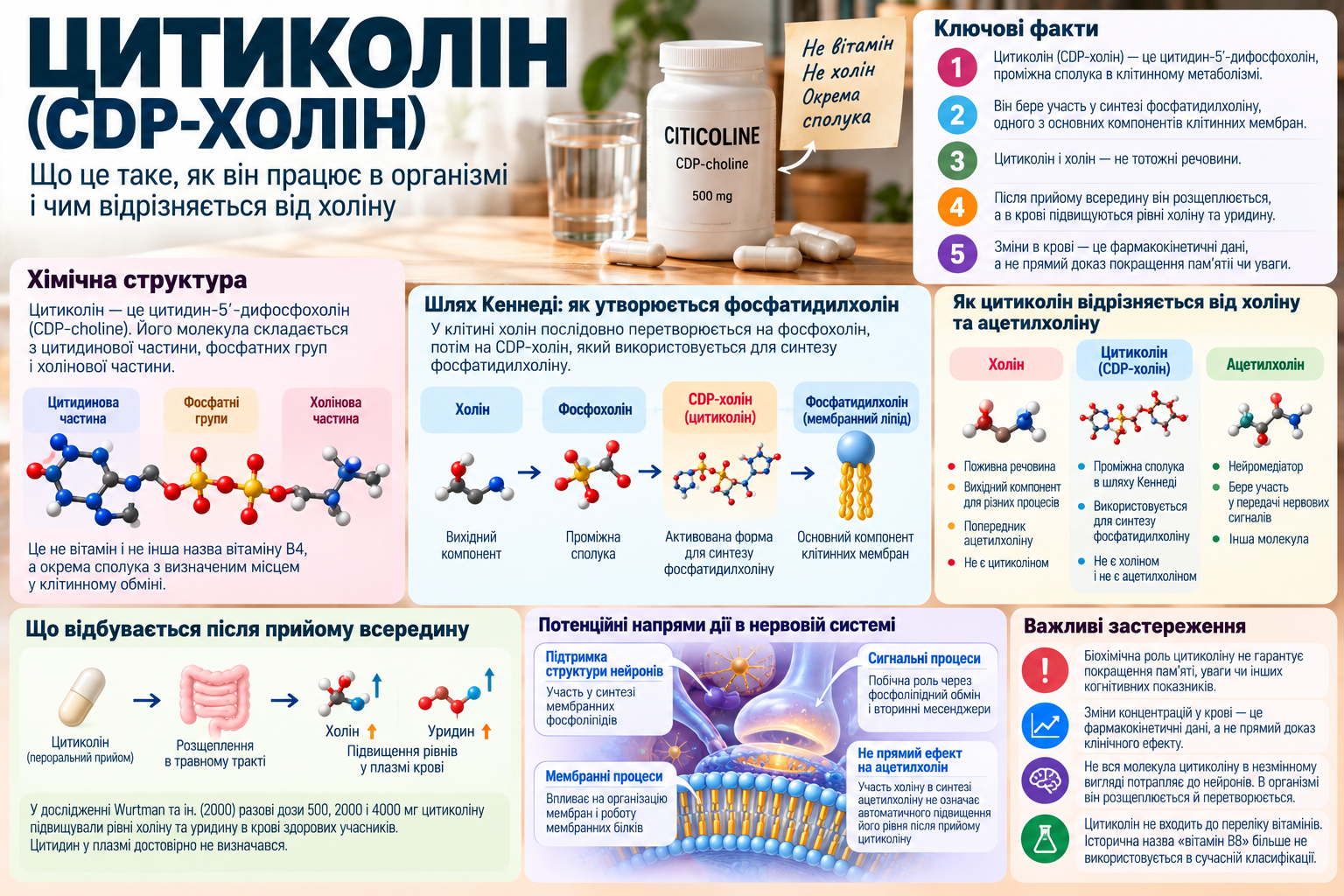 Citicoline after ingestion — metabolism of CDP-choline, choline, and uridine in the body